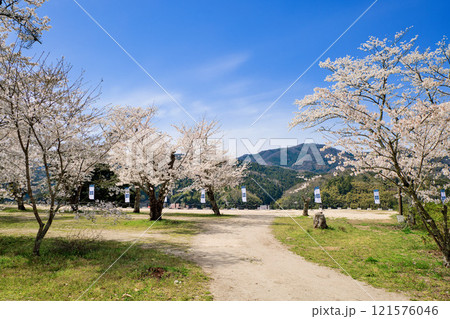 〈島根県〉月山富田城 太鼓壇公園 満開の桜と旗印 4月 〈島根県〉月山富田城 太鼓壇公園 満開の桜と旗印 4月 121576046