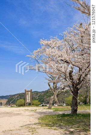 〈島根県〉月山富田城　太鼓壇公園　満開の桜と旗印　4月 121576047