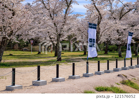 〈島根県〉月山富田城　太鼓壇公園　満開の桜と旗印　4月 121576052