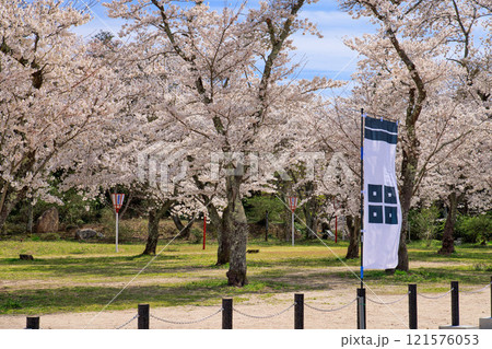 〈島根県〉月山富田城　太鼓壇公園　満開の桜と旗印　4月 121576053