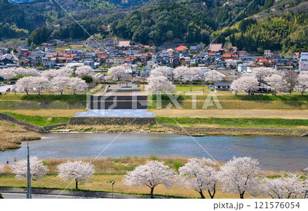〈島根県〉月山富田城　千畳平からの眺め　満開の桜　4月 121576054