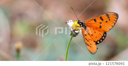 Butterfly on a flower 121576091