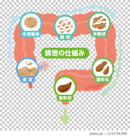 Illustration of the mechanism of excretion 121576348