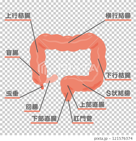 Illustration of the structure of the large intestine Illustration of the structure of the large intestine 121576374