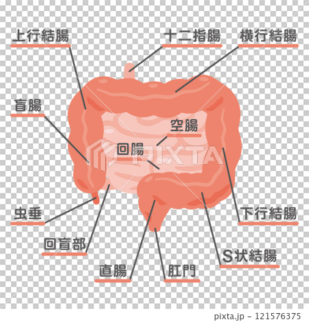 大腸和小腸的結構圖 大腸和小腸的結構圖 121576375