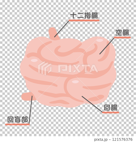 Illustration of the structure of the small intestine Illustration of the structure of the small intestine 121576376