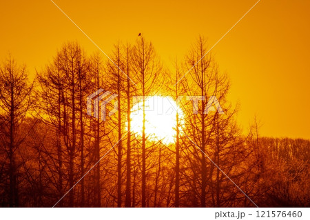 カラマツ林に日が昇る 121576460