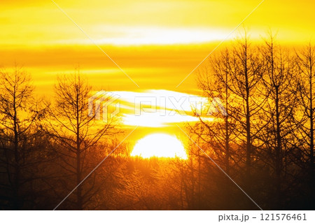カラマツ林の日の出 121576461