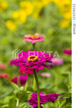 一番目立つ花 121576512