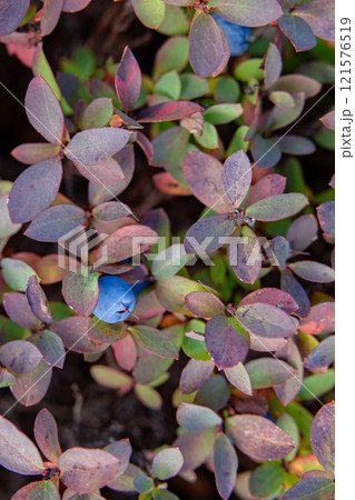 Wild bog blueberries with red leaves and berries in autumn. 121576519