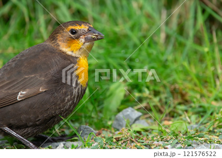Cute female blackbird with yellow breast is foraging in grass. Cute female blackbird with yellow breast is foraging in grass. 121576522