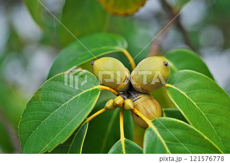 茶色に色付き出したアラカシの実（秋、十一月） 121576778