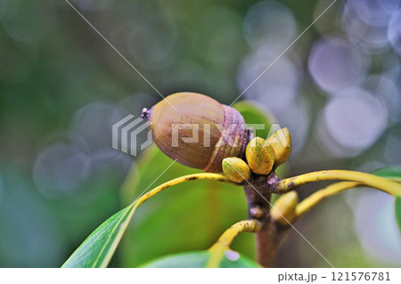 茶色に色付き出したアラカシの実（秋、十一月） 121576781