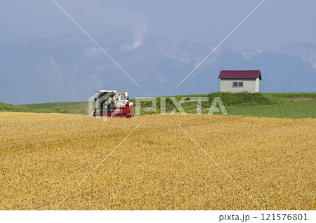 麦刈り始まる 121576801