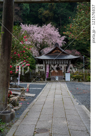 京都市左京区の大豊神社の枝垂れ桜を撮影 121576837