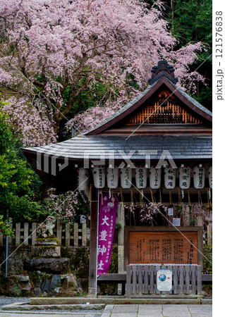 京都市左京区の大豊神社の枝垂れ桜を撮影 京都市左京区の大豊神社の枝垂れ桜を撮影 121576838