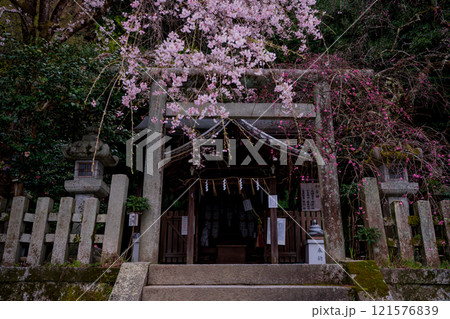 京都市左京区の大豊神社の枝垂れ桜を撮影 京都市左京区の大豊神社の枝垂れ桜を撮影 121576839