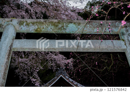 京都市左京区の大豊神社の枝垂れ桜を撮影 京都市左京区の大豊神社の枝垂れ桜を撮影 121576842