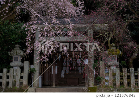 京都市左京区の大豊神社の枝垂れ桜を撮影 京都市左京区の大豊神社の枝垂れ桜を撮影 121576845