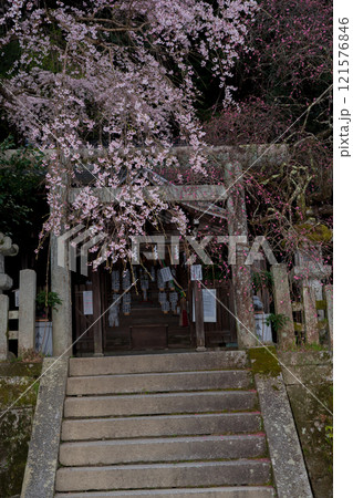京都市左京区の大豊神社の枝垂れ桜を撮影 京都市左京区の大豊神社の枝垂れ桜を撮影 121576846