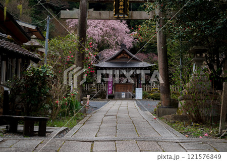 京都市左京区の大豊神社の枝垂れ桜を撮影 京都市左京区の大豊神社の枝垂れ桜を撮影 121576849