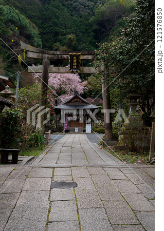 京都市左京区の大豊神社の枝垂れ桜を撮影 121576850