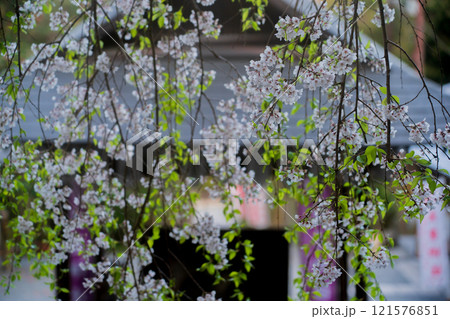 京都市左京区の大豊神社の枝垂れ桜を撮影 京都市左京区の大豊神社の枝垂れ桜を撮影 121576851