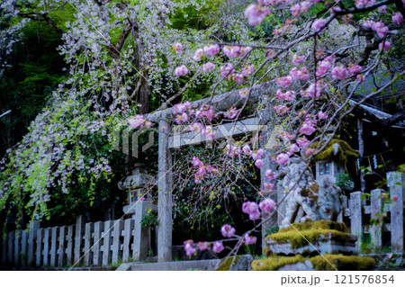 京都市左京区の大豊神社の枝垂れ桜を撮影 京都市左京区の大豊神社の枝垂れ桜を撮影 121576854