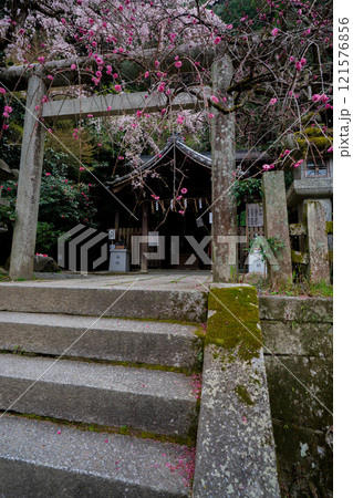 京都市左京区の大豊神社の枝垂れ桜を撮影 京都市左京区の大豊神社の枝垂れ桜を撮影 121576856