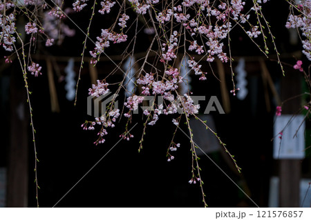 京都市左京区の大豊神社の枝垂れ桜を撮影 121576857