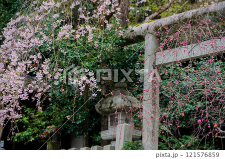 京都市左京区の大豊神社の枝垂れ桜を撮影 121576859