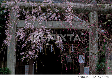 京都市左京区の大豊神社の枝垂れ桜を撮影 121576860