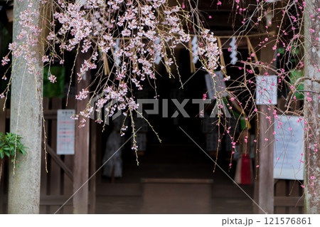 京都市左京区の大豊神社の枝垂れ桜を撮影 121576861