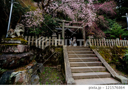 京都市左京区の大豊神社の枝垂れ桜を撮影 121576864