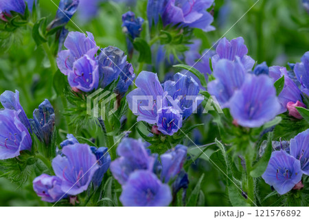 鮮やかな青紫色のシャゼンムラサキ(エキウム)が咲く美しい野草のクローズアップ 鮮やかな青紫色のシャゼンムラサキ(エキウム)が咲く美しい野草のクローズアップ 121576892