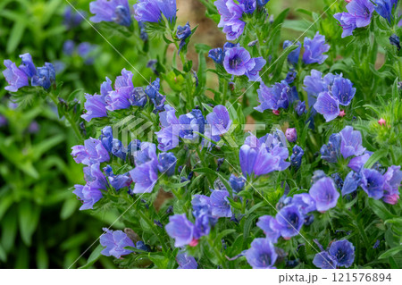 鮮やかな青紫色のシャゼンムラサキ（エキウム）が咲き誇る美しいクローズアップ 121576894