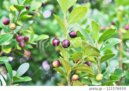 段々濃い色に変わってきたイヌツゲの実(秋、十一月) 段々濃い色に変わってきたイヌツゲの実(秋、十一月) 121576939