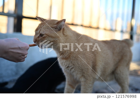 おやつを食べるねこ 121576998