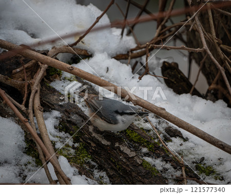 雪の中で遊ぶゴジュウカラ 121577340