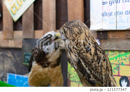 メガネフクロウとワシミミズクのじゃれ合い メガネフクロウとワシミミズクのじゃれ合い 121577347