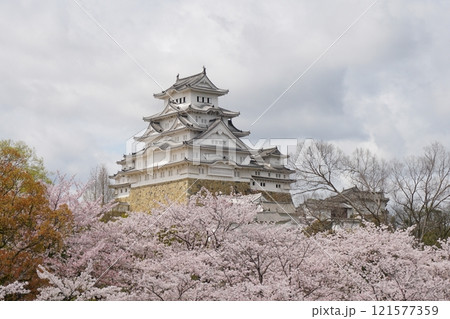 姫路公園東側から眺める満開の桜を前景にした国宝姫路城の天守閣 Ver3 姫路公園東側から眺める満開の桜を前景にした国宝姫路城の天守閣 Ver3 121577359