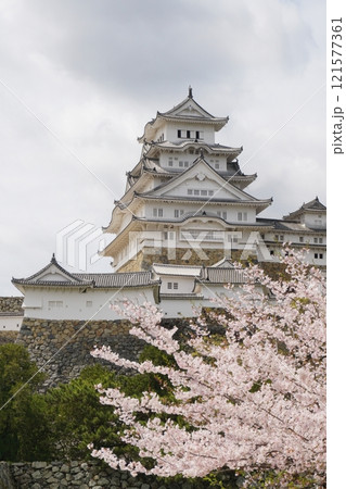 姫路公園東側から眺める満開の桜を前景にした国宝姫路城の天守閣 Ver1 姫路公園東側から眺める満開の桜を前景にした国宝姫路城の天守閣 Ver1 121577361