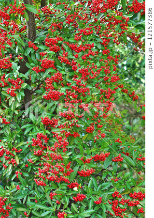 真赤なピラカンサスの実（秋、十一月） 121577386