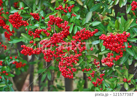真赤なピラカンサスの実（秋、十一月） 121577387