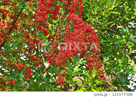 真赤なピラカンサスの実（秋、十一月） 121577388
