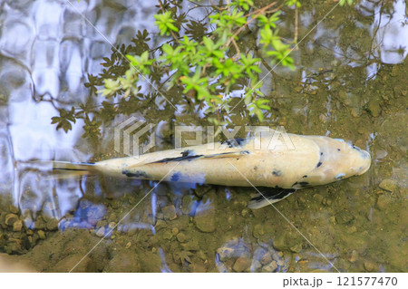 ニシキゴイ(錦鯉) 京都にて 121577470