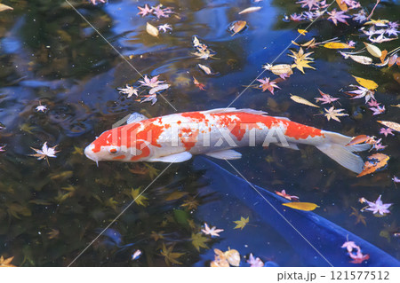 ニシキゴイ(錦鯉) 京都にて 121577512