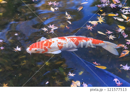 ニシキゴイ(錦鯉) 京都にて 121577513