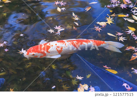 ニシキゴイ(錦鯉) 京都にて ニシキゴイ(錦鯉) 京都にて 121577515
