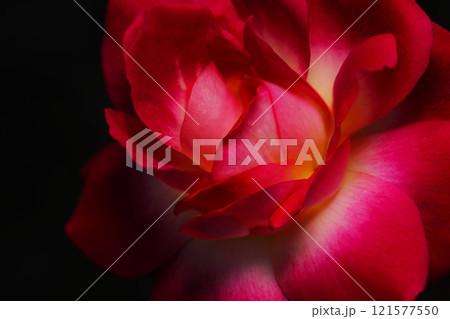 黒バックにビビッドで妖艶なレッドピンク色のバラ花が浮かび上がるアート写真（レタッチ＆色彩加工素材） 121577550